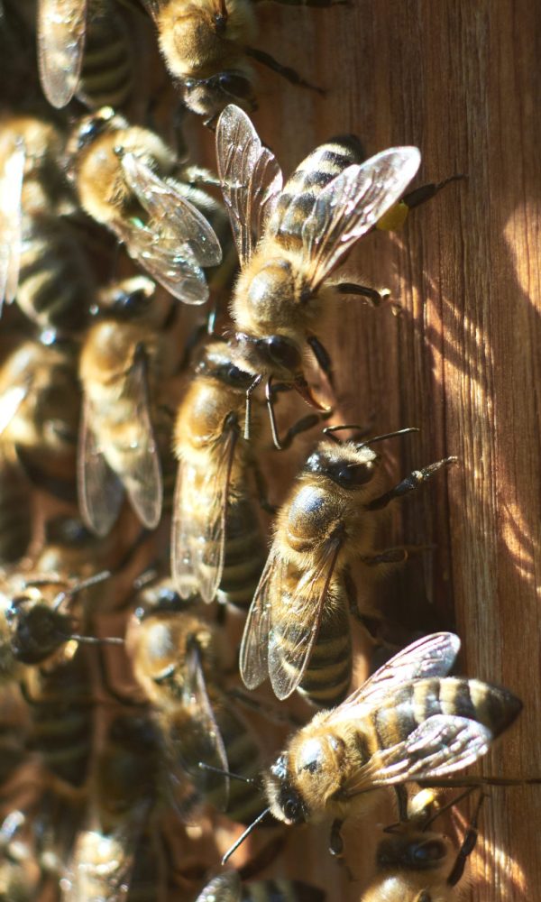 Close up shot of working honey bees at the apiary beehive.